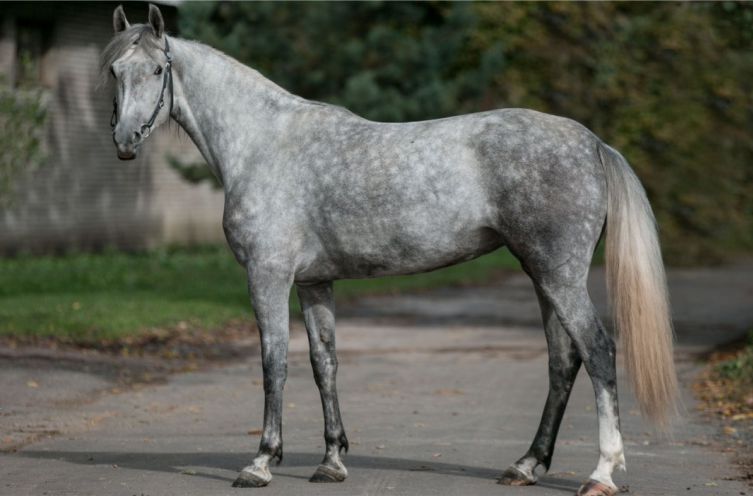 Orlov trotter Breed Group	