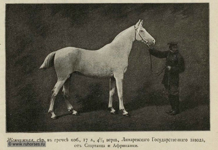 Терцы